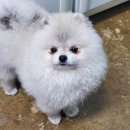 펫월드 경산임당점 이미지