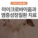 K2포항시스템 - 748 | [STOP!🚫 스테로이드] 강아지 고양이 만성 장염 치료 (IBD/CE), 마이크로바이옴에 대한 이해와 치료 방법...