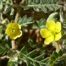 남가새 (식물) [Tribulus terrestris](납가새)/질려자 이미지