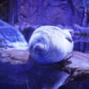 ㈜환경제주 | 제주도 동쪽 가볼만한곳 제주 실내 관광지 아쿠아플라넷