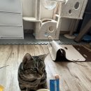 고로고로펫 이미지