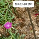 패랭이공원 내 이미지