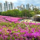 4/20(토) 13:00시 군포시 " 철쭉축제" 즐기고 쉬운 코스 트레킹 합니다. (마감) 이미지