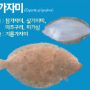 영덕 물가자미 전문점 이미지