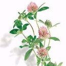 레드클로버 이미지