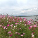 코스모스부동산중개 이미지