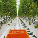 고흥스마트팜혁신밸리 지원센터 이미지