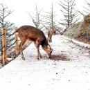 유일사슴목장 이미지