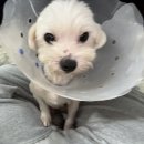 행복한 | [행복한 유기견 세상] 봉사후기 🐾🐾