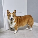 이웃집 동물병원 이미지