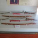 산양일주도로가로수 이미지