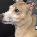 전지적 돼지시점 이미지