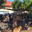 머라이 | [내돈내산] 대학원생의 제주도 함덕 여행 가성비로 딱 머라이 펜션