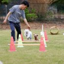 태안군, ‘반려동물 숙박대전’ 특별행사 진행!(김면수의 정치토크) 이미지