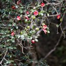 옥룡사지 이미지