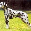 달마시안 이미지