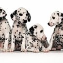 닥터코코의원 이미지