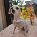 동그란 멍멍이 이미지