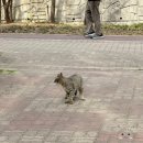 오늘도내일도달린닭 본점 | 2026-4. 겨뇽이의 뉴-우 붕붕이🚗