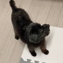 댕천탕 이미지