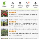 들꽃다육식물 이미지