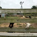 수공목장 이미지