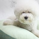 그레잇도그 이미지