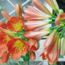 꽃집민박 이미지