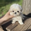 도봉-도봉-2011 | 도봉강아지분양 경험담 솔직 후기 감동 그 자체