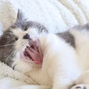 애완용 고양이 애교 이미지