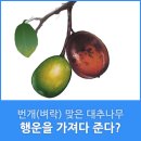 대추나무 이미지