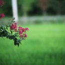 비실연꽃마을 이미지