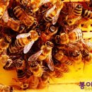 여왕벌 PC 이미지