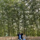 편안한쉼터 | 전남 담양 여행코스 추천! 담양 죽녹원 솔직 후기｜입장부터 산책코스, 야경, 포토존까지 자세하게 정리