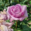 형산강 장미원 | 🌹형산강 장미원, 포항 봄꽃 나들이 명소 다녀온 후기