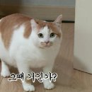 [마리와 나] 뚱보냥 호동이 다이어트 시키기 (feat.먼지) 이미지
