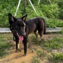 다다펫스파 이미지