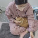 두부두부캣묭실 이미지