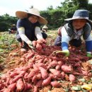 해남군농업기술센터 이미지