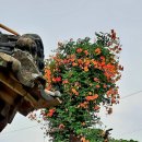 까페능소화 이미지