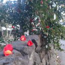 신흥2리마을 이미지