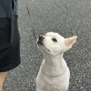 엔젤짐 반려견 아카데미 이미지