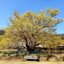 새만금산악회 3월 산행(3.18(토), 전남 구례 견두산(775m)) 이미지