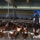 계용 축산 뉴스1