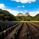 진안 인삼재배 문화 이미지