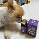 댕이의하루 | 강아지 영양제추천ㅣ댕이수랏간 침향 기관지청청 &amp; 피부피모 영양제