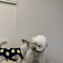 몽구네 애견유치원 이미지