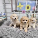 아리랑밸리켄넬 이미지