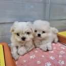 멍멍왕자 야옹공주 이미지