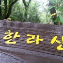 한라산영실돌오름표고버섯